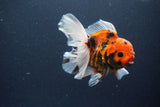 Thai Oranda  Sakura 4.5 Inch (ID#1119To5b-95) Free2Day SHIPPING