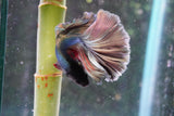 Copper    Halfmoon Male Betta (ID#801-M213) Free2Day SHIPPING