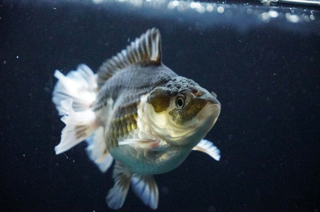 Thai Oranda  Panda 4 Inch (ID#1205T7a-30) Free2Day SHIPPING