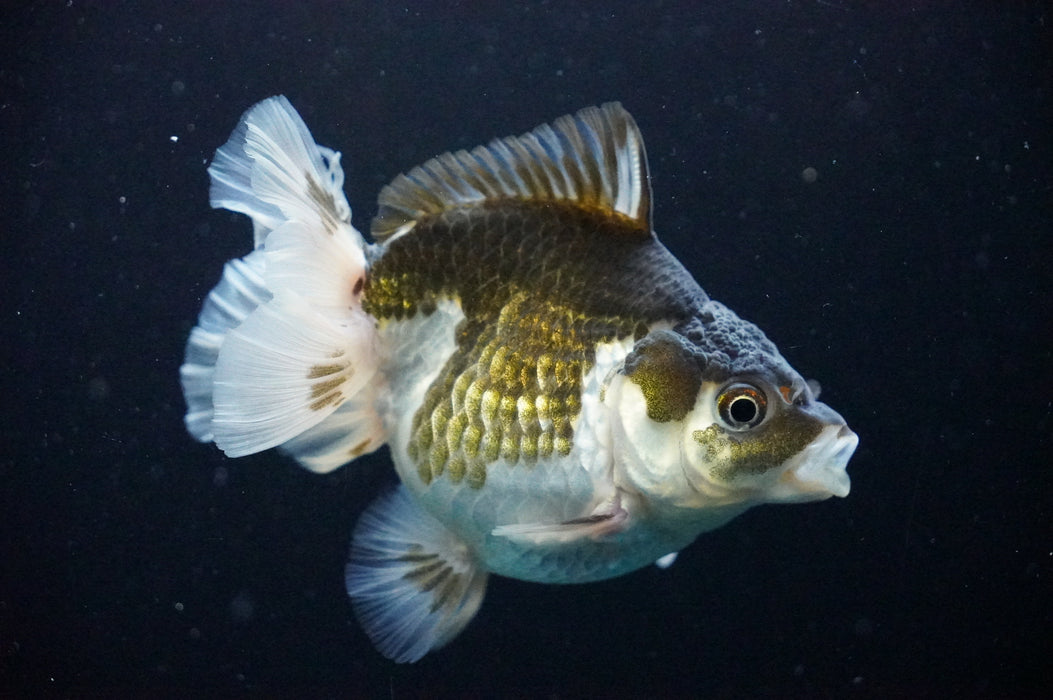 Thai Oranda  Panda 4 Inch (ID#1205T7a-30) Free2Day SHIPPING