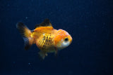 Thai Oranda  Tricolor 3.5 Inch (ID#0103T2a-56) Free2Day SHIPPING