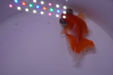 Butterfly  Red White 3.5 Inch (ID#314B8b-36) Free2Day SHIPPING
