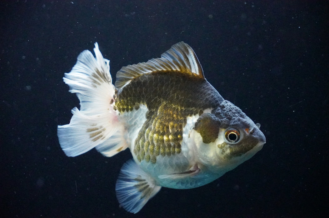 Thai Oranda  Panda 4 Inch (ID#1205T7a-30) Free2Day SHIPPING
