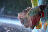 Copper    Halfmoon Male Betta (ID#801-M213) Free2Day SHIPPING