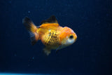 Thai Oranda  Tricolor 3.5 Inch (ID#0103T2a-56) Free2Day SHIPPING