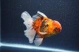 Thai Oranda  Calico 4.5 Inch (ID#1119To5b-96) Free2Day SHIPPING