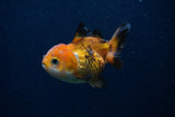 Thai Oranda  Tricolor 3.5 Inch (ID#0103T2a-56) Free2Day SHIPPING