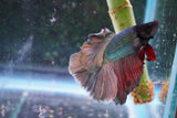 Copper    Halfmoon Male Betta (ID#801-M213) Free2Day SHIPPING