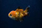 Thai Oranda  Tricolor 3.5 Inch (ID#0103T2a-56) Free2Day SHIPPING