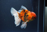 Thai Oranda  Calico 4.5 Inch (ID#1119To5b-96) Free2Day SHIPPING