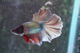 Copper    Halfmoon Male Betta (ID#801-M213) Free2Day SHIPPING