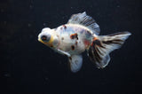 Butterfly  Calico 4 Inch (ID#314B8b-37) Free2Day SHIPPING