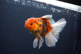 Thai Oranda  Calico 4.5 Inch (ID#1119To5b-96) Free2Day SHIPPING