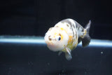 Milk Cow Ranchu  Calico 4 Inch (ID#1025R9a-52) Free2Day SHIPPING