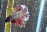 Copper    Halfmoon Male Betta (ID#801-M213) Free2Day SHIPPING