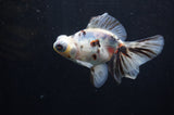 Butterfly  Calico 4 Inch (ID#314B8b-37) Free2Day SHIPPING