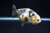 Milk Cow Ranchu  Calico 4 Inch (ID#1025R9a-52) Free2Day SHIPPING