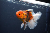 Thai Oranda  Calico 4.5 Inch (ID#1119To5b-96) Free2Day SHIPPING