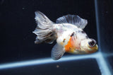 Butterfly  Calico 4 Inch (ID#314B8b-37) Free2Day SHIPPING
