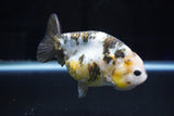 Milk Cow Ranchu  Calico 4 Inch (ID#1025R9a-52) Free2Day SHIPPING