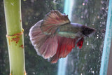 Copper    Halfmoon Male Betta (ID#801-M213) Free2Day SHIPPING