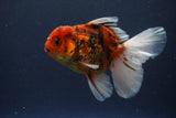 Thai Oranda  Calico 4.5 Inch (ID#1119To5b-96) Free2Day SHIPPING