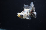 Butterfly  Calico 4 Inch (ID#314B8b-37) Free2Day SHIPPING