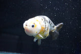 Milk Cow Ranchu  Calico 4 Inch (ID#1025R9a-52) Free2Day SHIPPING