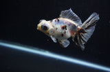 Butterfly  Calico 4 Inch (ID#314B8b-37) Free2Day SHIPPING