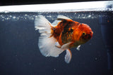 Thai Oranda  Calico 4.5 Inch (ID#1119To5b-96) Free2Day SHIPPING