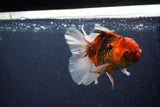 Thai Oranda  Calico 4.5 Inch (ID#1119To5b-96) Free2Day SHIPPING