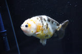 Milk Cow Ranchu  Calico 4 Inch (ID#1025R9a-52) Free2Day SHIPPING