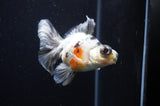 Butterfly  Calico 4 Inch (ID#314B8b-37) Free2Day SHIPPING
