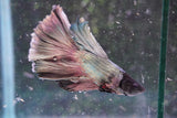 Copper    Halfmoon Male Betta (ID#801-M214) Free2Day SHIPPING