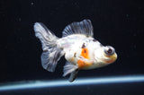 Butterfly  Calico 4 Inch (ID#314B8b-37) Free2Day SHIPPING