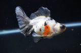 Butterfly  Calico 4 Inch (ID#314B8b-37) Free2Day SHIPPING