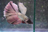 Copper    Halfmoon Male Betta (ID#801-M214) Free2Day SHIPPING