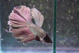 Copper    Halfmoon Male Betta (ID#801-M214) Free2Day SHIPPING