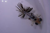 Butterfly  Calico 4 Inch (ID#314B8b-37) Free2Day SHIPPING