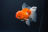 Thai Oranda  Calico 4.5 Inch (ID#1119To5b-97) Free2Day SHIPPING