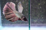 Copper    Halfmoon Male Betta (ID#801-M214) Free2Day SHIPPING