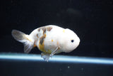 Milk Cow Ranchu  Calico 4 Inch (ID#1025R9a-53) Free2Day SHIPPING