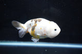 Milk Cow Ranchu  Calico 4 Inch (ID#1025R9a-53) Free2Day SHIPPING