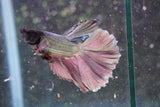 Copper    Halfmoon Male Betta (ID#801-M214) Free2Day SHIPPING