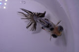 Butterfly  Calico 4 Inch (ID#314B8b-37) Free2Day SHIPPING