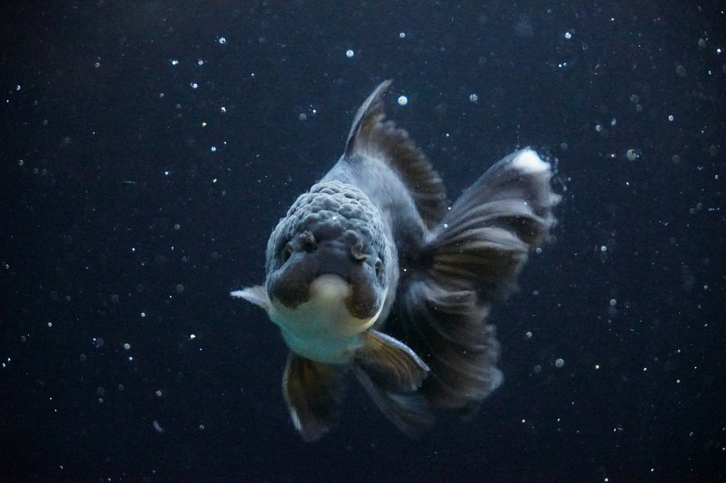 Thai Oranda  Black/Bronze 4 Inch (ID#1205T7a-32) Free2Day SHIPPING