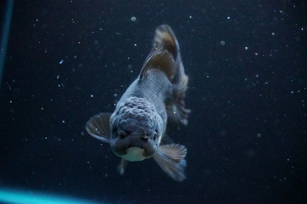 Thai Oranda  Black/Bronze 4 Inch (ID#1205T7a-32) Free2Day SHIPPING