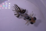 Butterfly  Calico 4 Inch (ID#314B8b-37) Free2Day SHIPPING