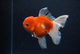 Thai Oranda  Calico 4.5 Inch (ID#1119To5b-97) Free2Day SHIPPING