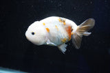 Milk Cow Ranchu  Calico 4 Inch (ID#1025R9a-53) Free2Day SHIPPING